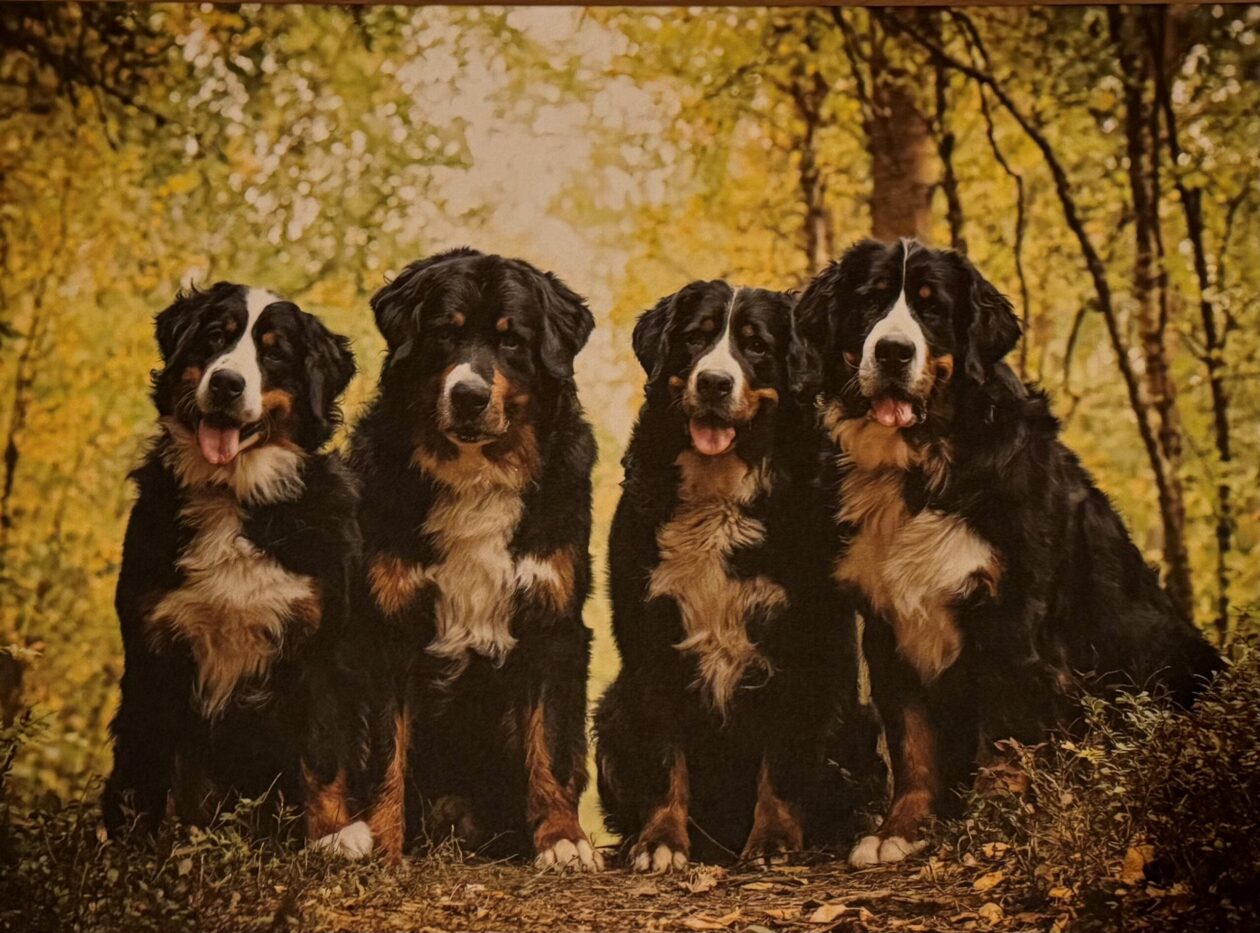 Kennel Solbergnes